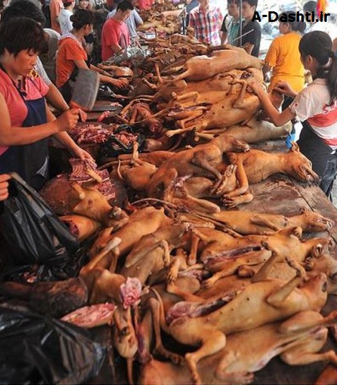 قصابی سگ و گربه برای تأمین غذای چینی ها