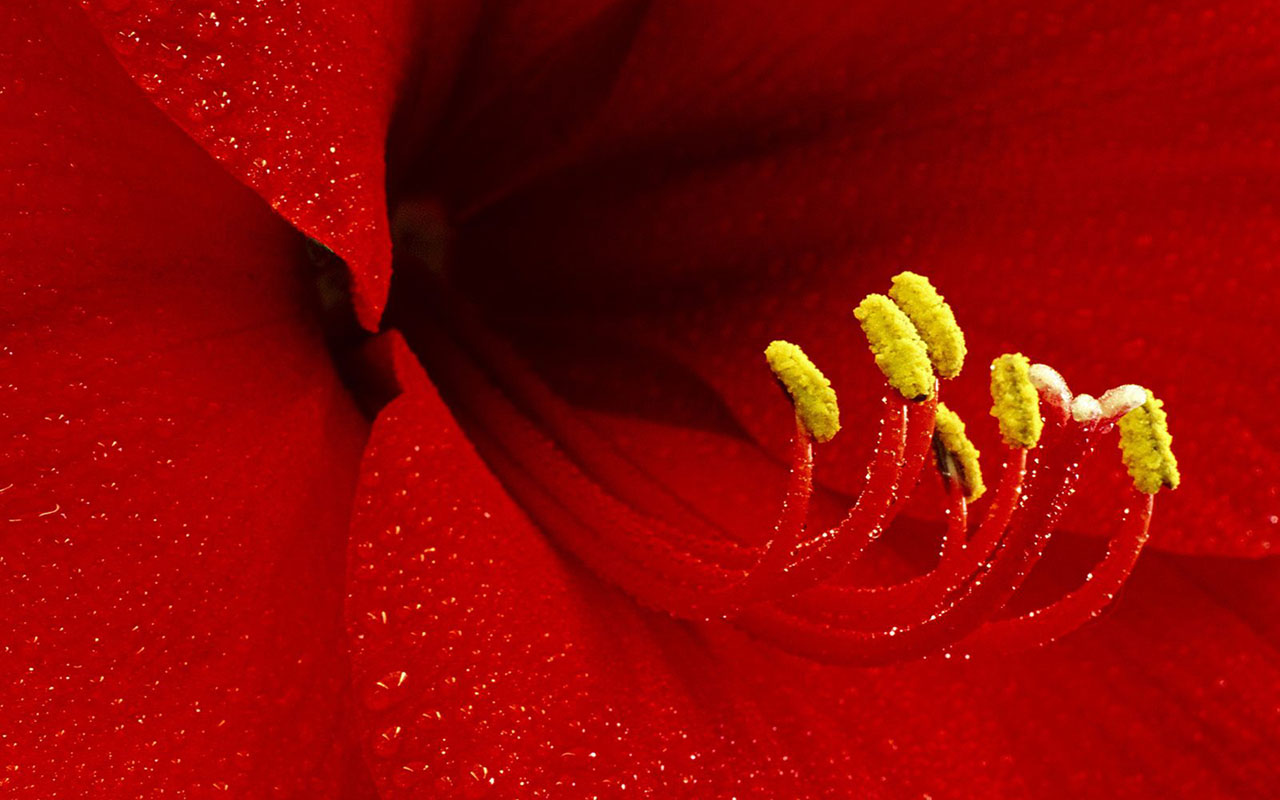 تصویر بسیار زیبا از یک گل