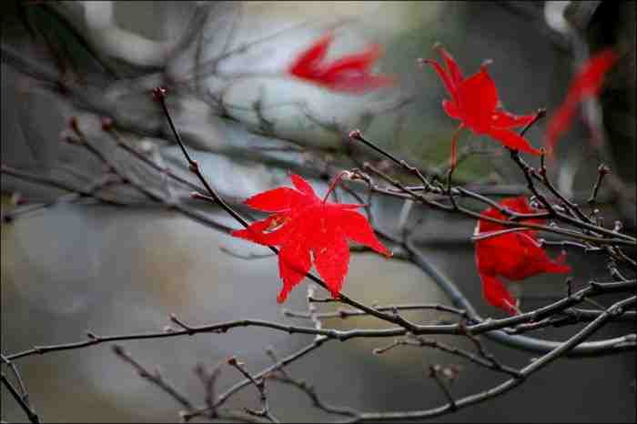 |http://uniqelove.blogfa.com|عکس های عاشقانه,عشق,پاییز,اس ام اس پاییزی,بازهم پاییز|http://uniqelove.blogfa.com|