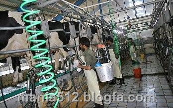 http://s1.picofile.com/file/7936221284/%DA%AF%D8%A7%D9%88%D8%B4%DB%8C%D8%B1%DB%8C.jpg