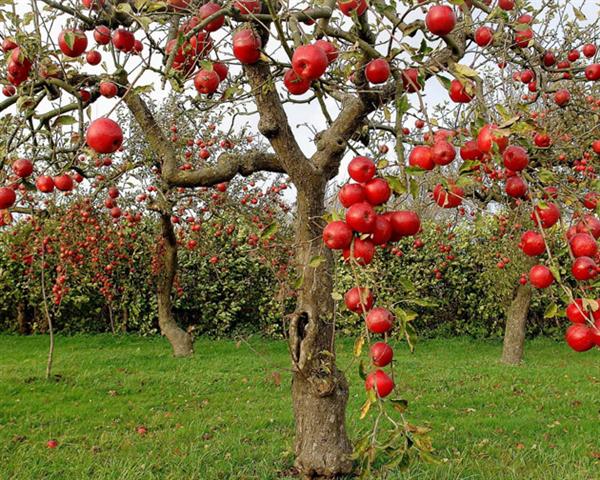 عکس های درختان سیب قرمز تصاویر باغ سیب