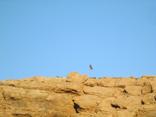 عقابی با بال هایی گشوده به طول  بیش از 1 متر 