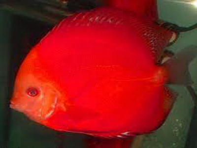 discus-fish