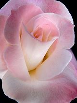http://s1.picofile.com/file/7991161177/1385111_569250399796885_1261940186_n.jpg