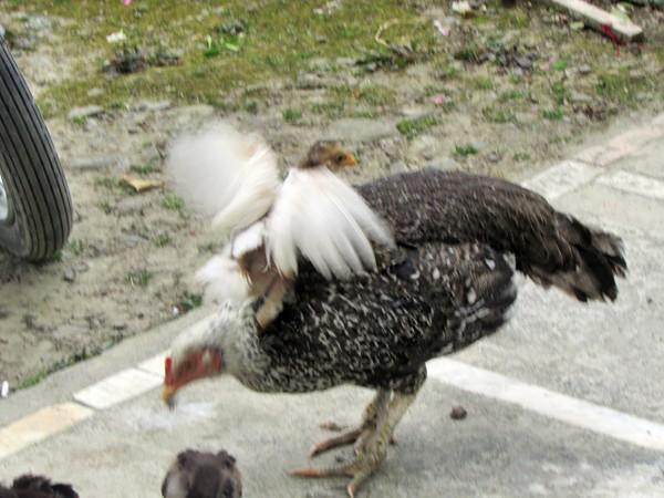 [تصویر: IMG_0407.jpg]