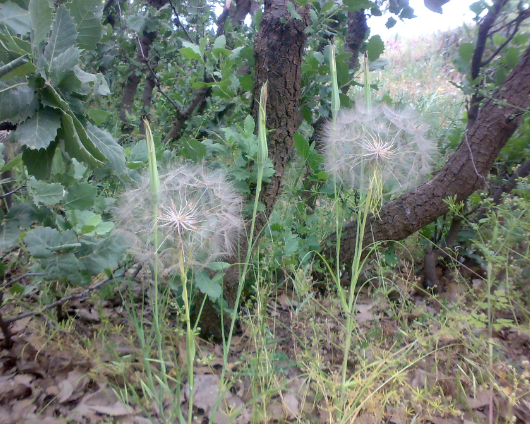 طبیعت روانسر شبان کاره