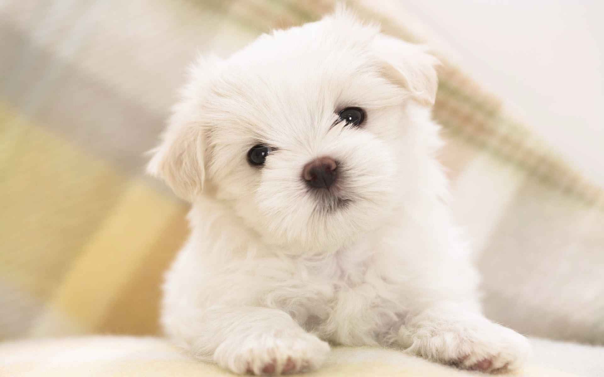 والپیپر سگ سفید