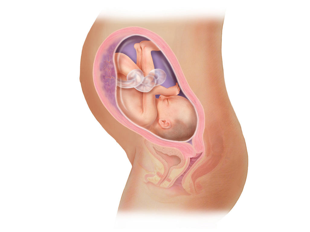 هفته ی 29 بارداری دانستنی ها و اطلاعات جنین تغییرات کودک در رحم