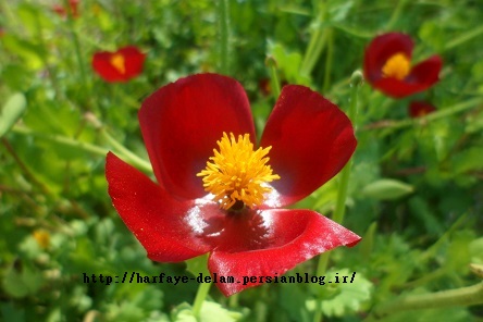 http://s1.picofile.com/file/8124798250/harfaye_delam_persianblog_ir_2_.jpg