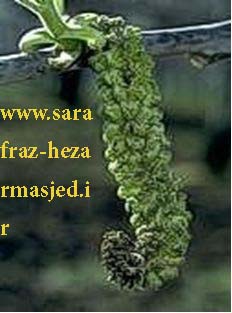www.sarafraz-hezarmasjed.ir بلایت گردو