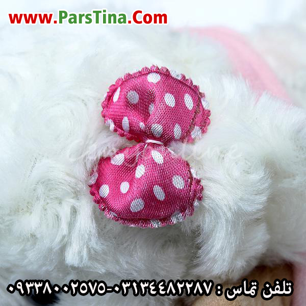 سگ عروسکی جینو