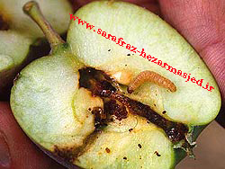 کرم سیب www.sarafraz-hezarmasjed.ir