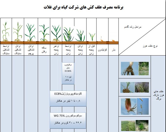 برنامه مصرف علف کش برای غلات