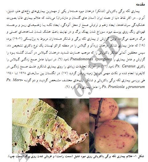 بیماری لکه برگی