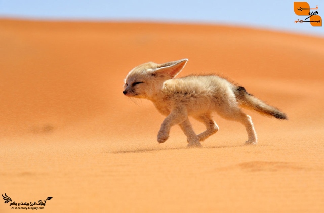 روباه بیابان صحرا
