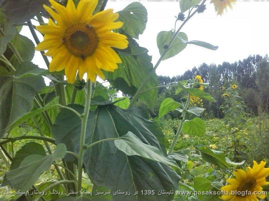پسک سفلی