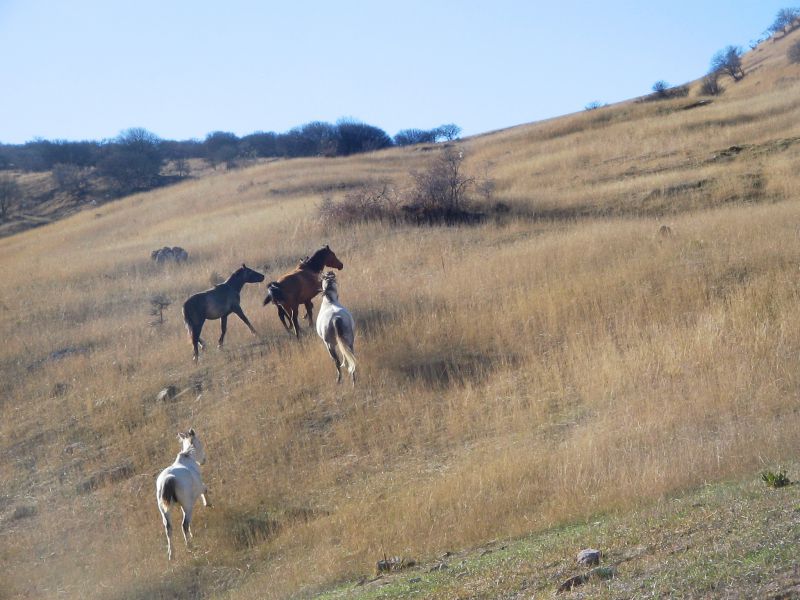 عکس اسب های وحشی روستای کاستان و کفترخانه مهمانک /عکاس خانم سرور کریمی