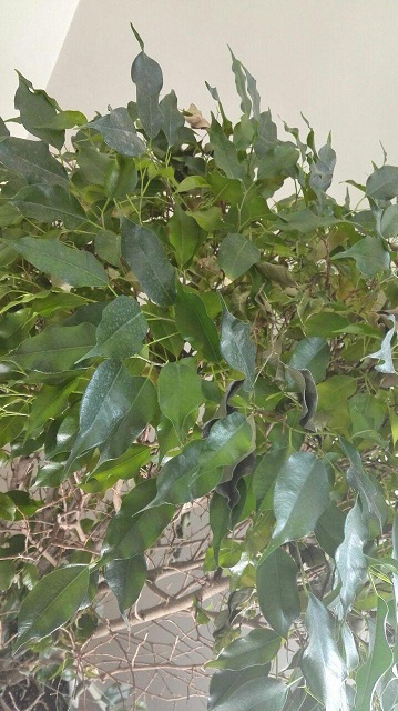 تصویر پرسش و پاسخ گیاه
