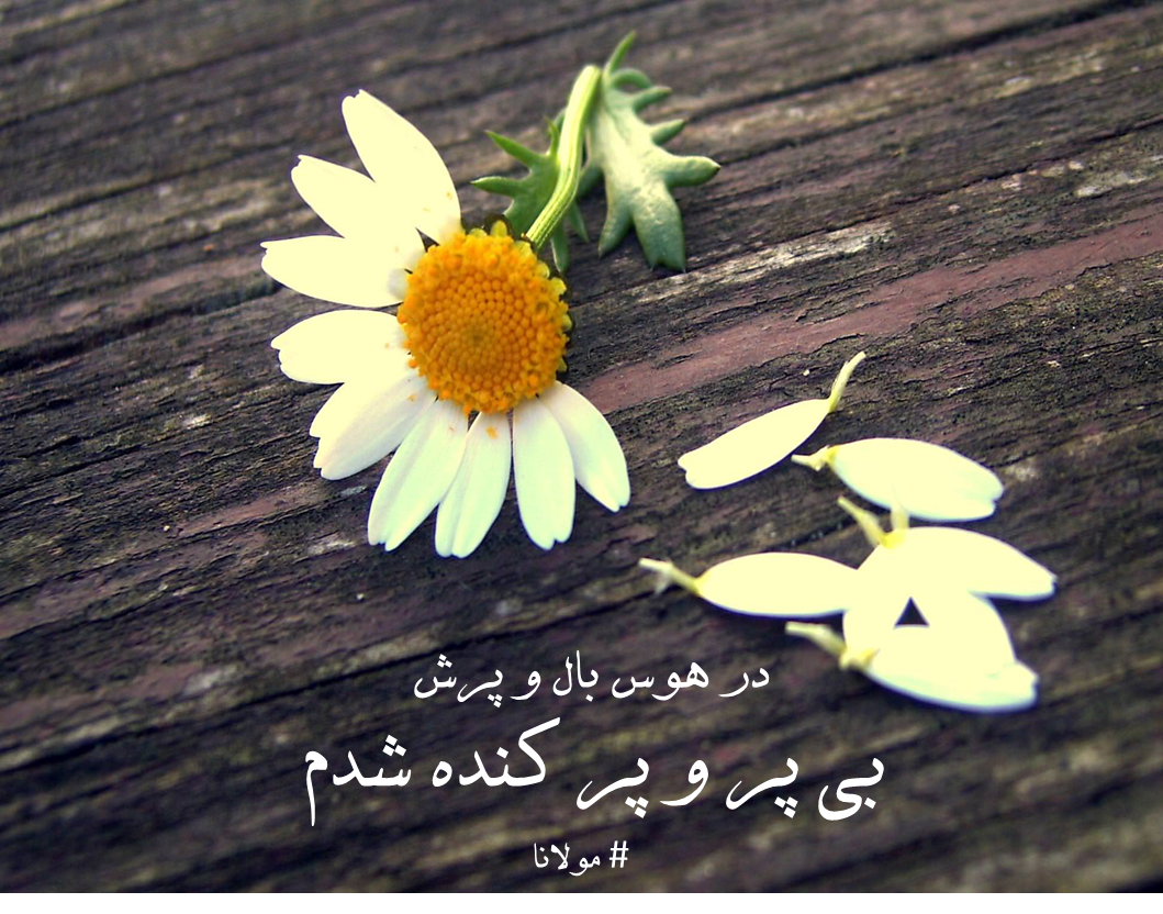 در هوس بال و پرت بی پر و پر کنده شدم/ مولانا