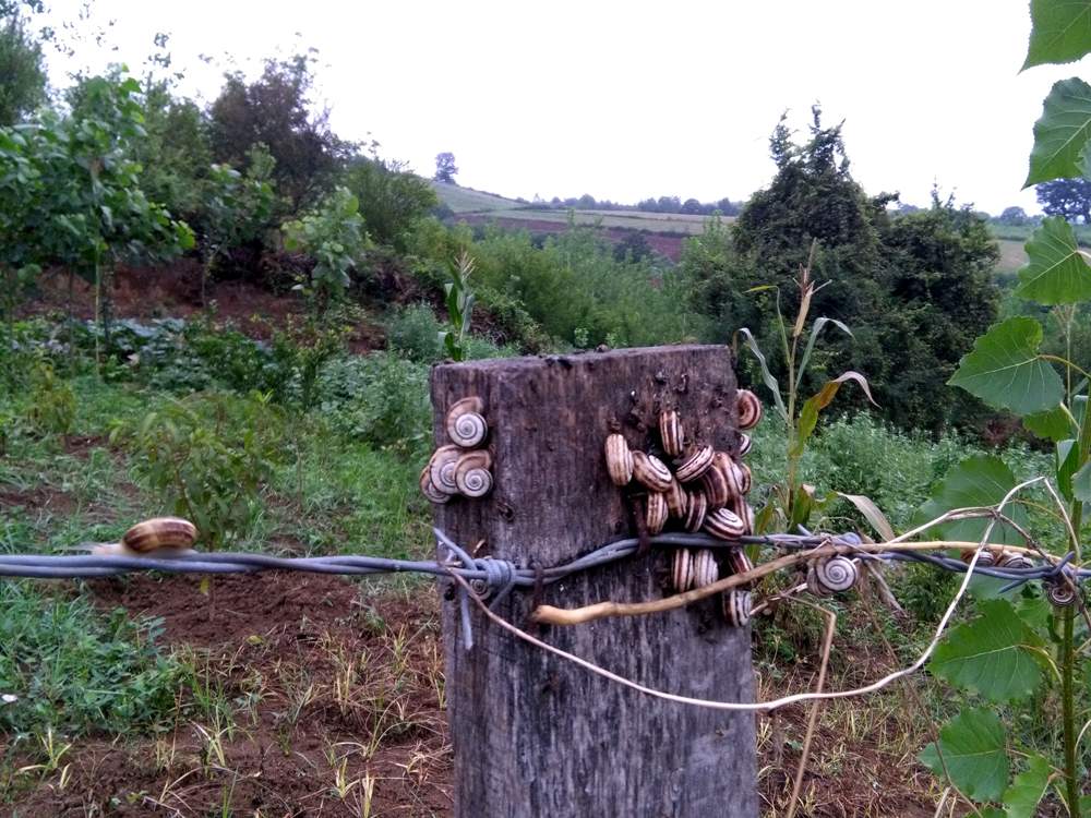 IMG_20160730_083433.jpg (1000×750)