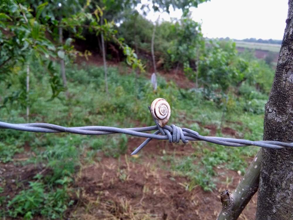 IMG_20160730_083730.jpg (1000×750)