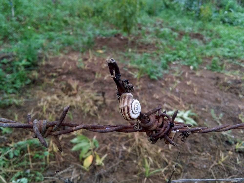 IMG_20160730_083830.jpg (1000×750)