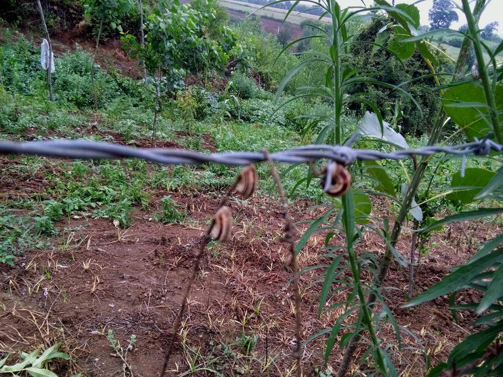 IMG_20160730_083838.jpg (1000×750)