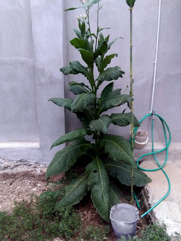 IMG_20160804_135829.jpg (600×800)