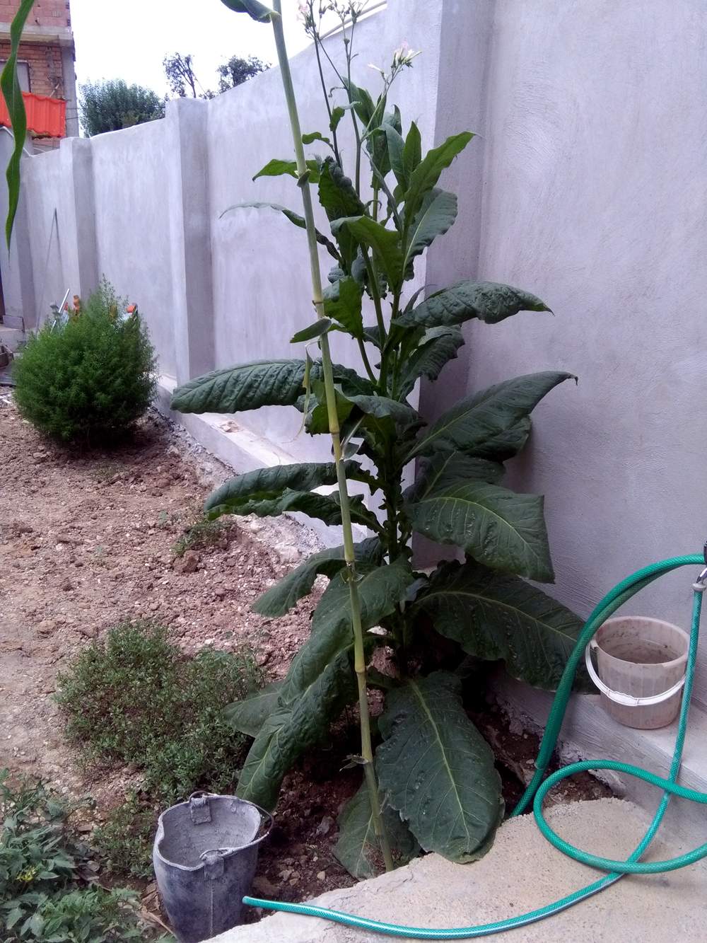 IMG_20160804_135841.jpg (1000×1333)