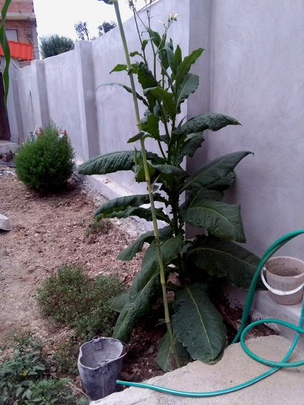 IMG_20160804_135843.jpg (600×800)