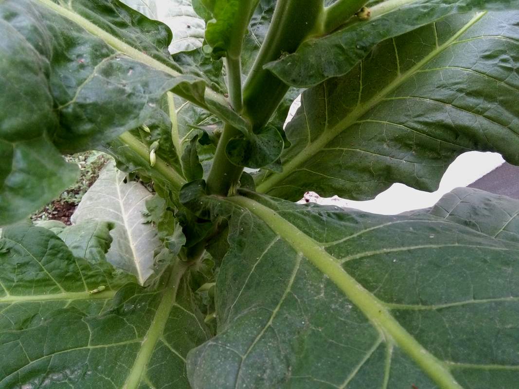 IMG_20160804_135907.jpg (1067×800)