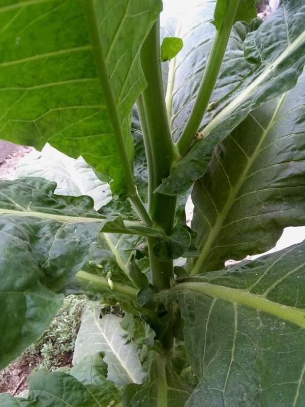 IMG_20160804_135913.jpg (600×800)