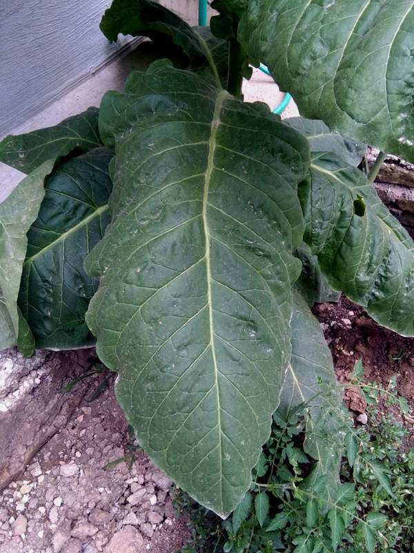 IMG_20160804_135947.jpg (600×800)