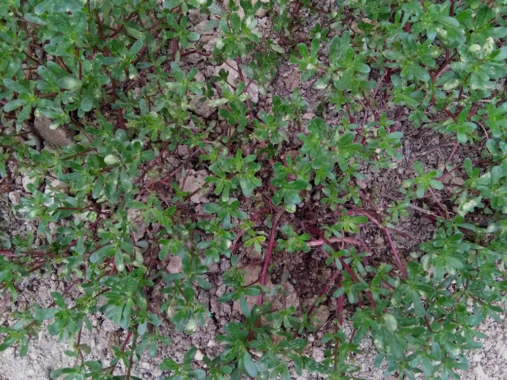 IMG_20160804_140014.jpg (1000×750)