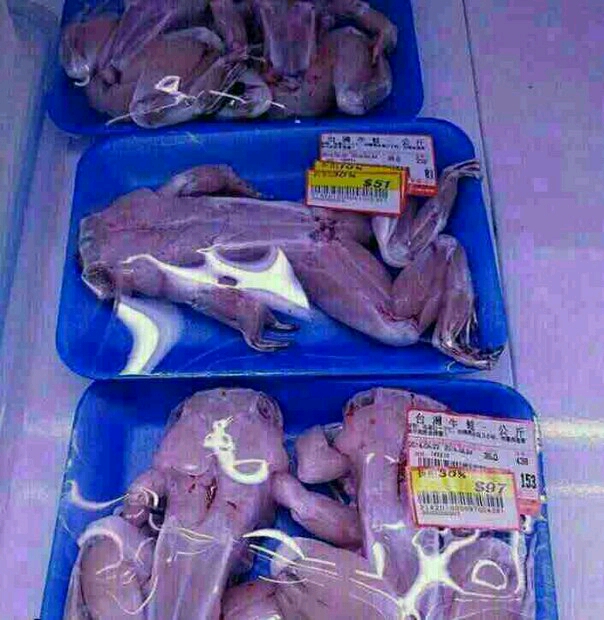  فروش گوشت قورباغه در تهران؟! 