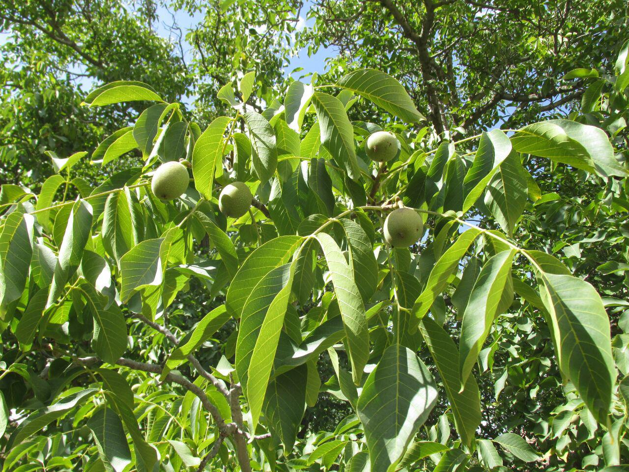 قزلق گرمه، مکانی زیبا برای یک سفر تابستانی/ تصاویر