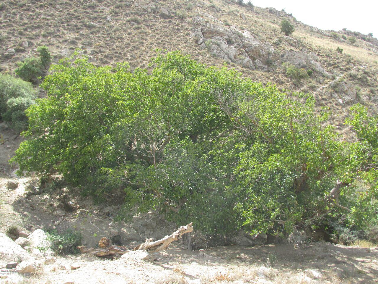 قزلق گرمه، مکانی زیبا برای یک سفر تابستانی/ تصاویر