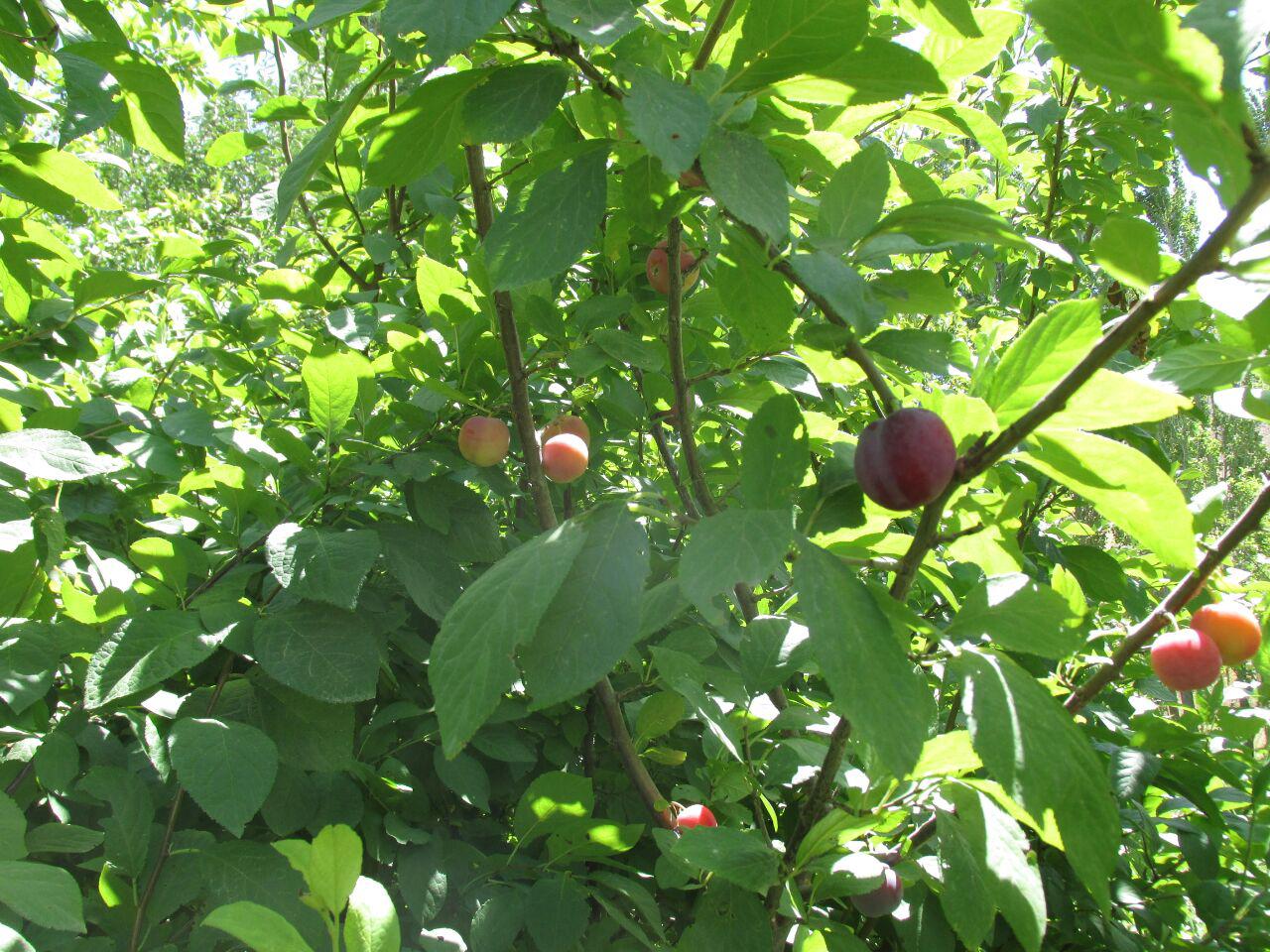 قزلق گرمه، مکانی زیبا برای یک سفر تابستانی/ تصاویر