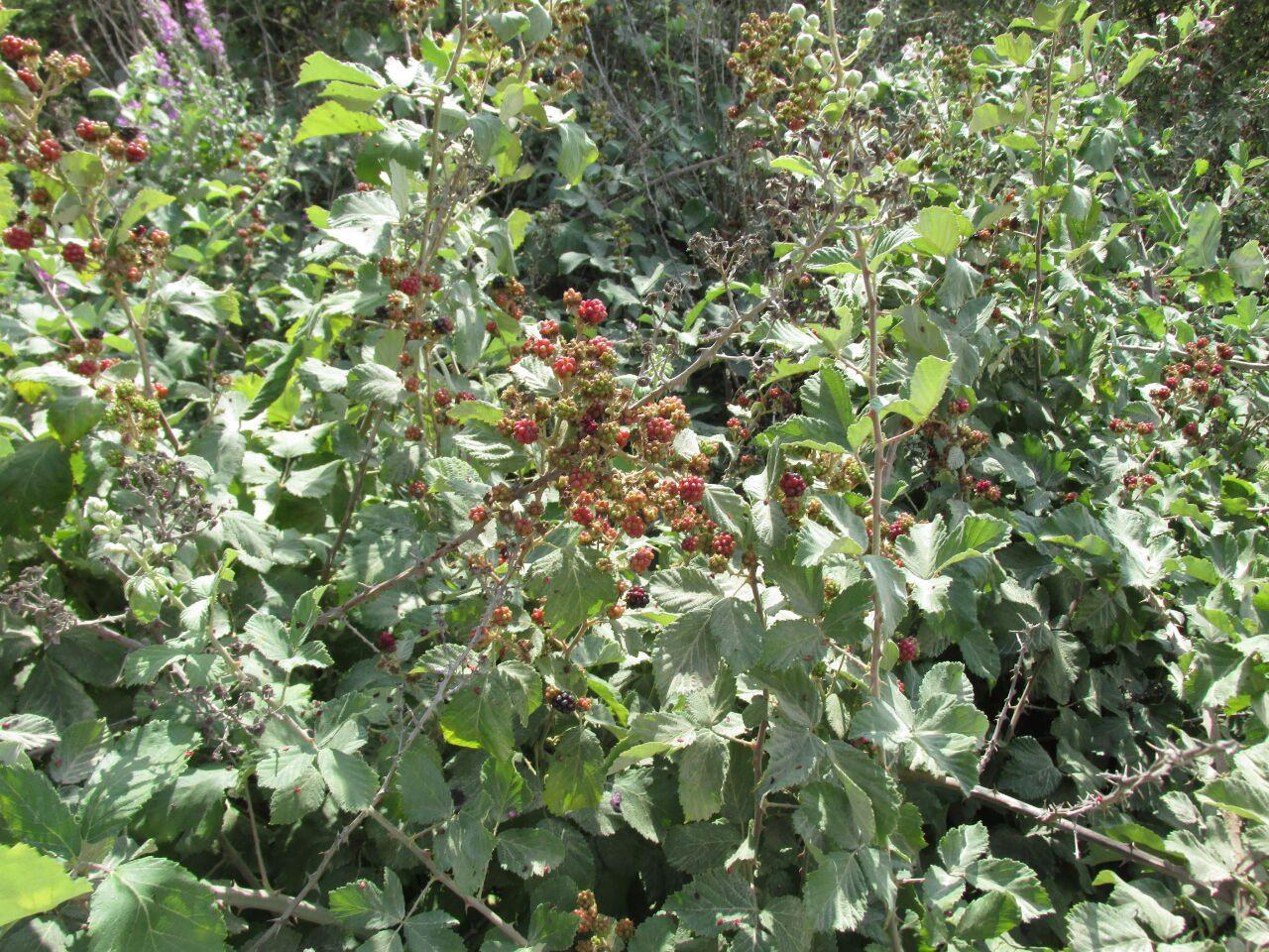 قزلق گرمه، مکانی زیبا برای یک سفر تابستانی/ تصاویر