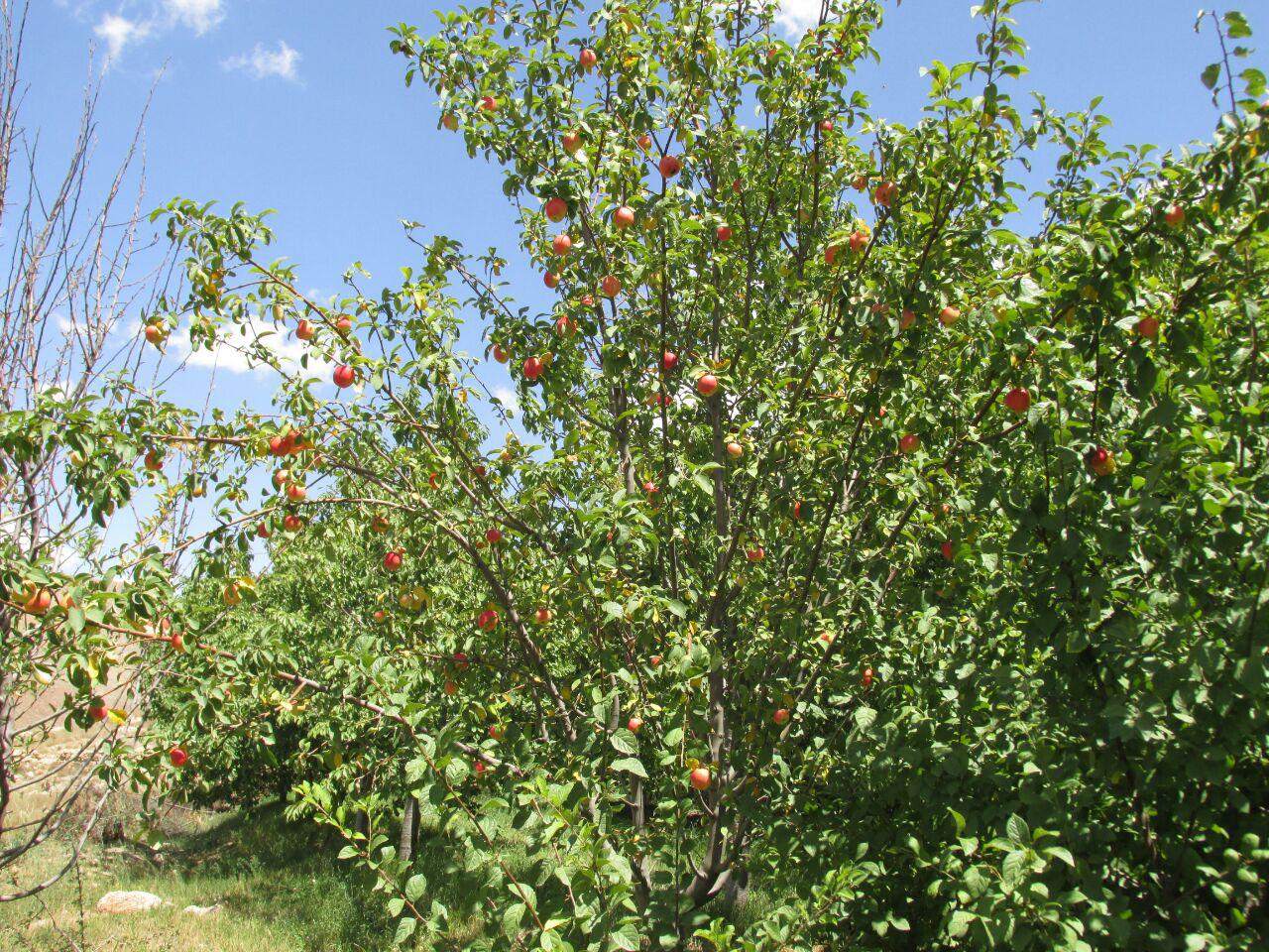 قزلق گرمه، مکانی زیبا برای یک سفر تابستانی/ تصاویر