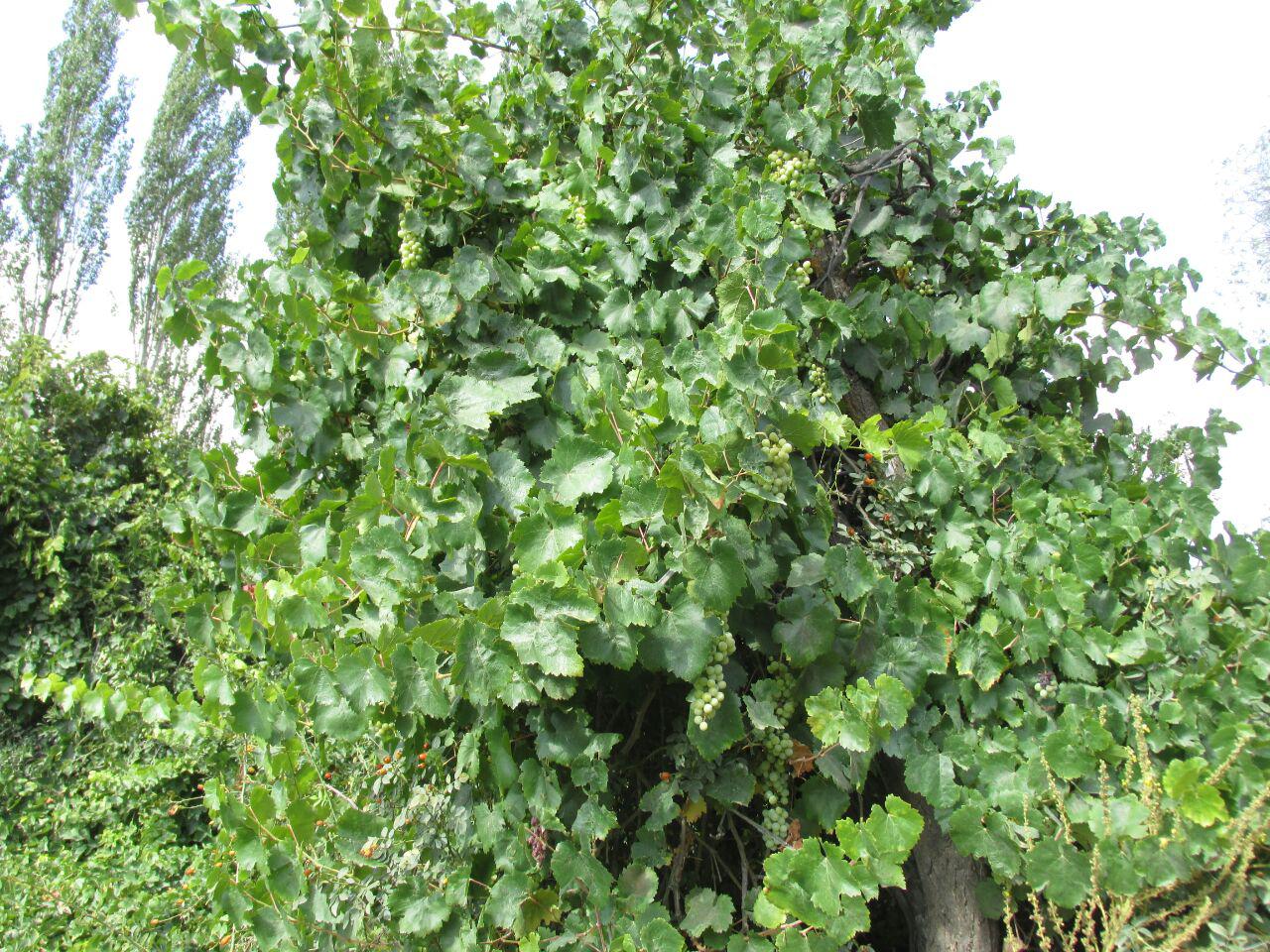 قزلق گرمه، مکانی زیبا برای یک سفر تابستانی/ تصاویر