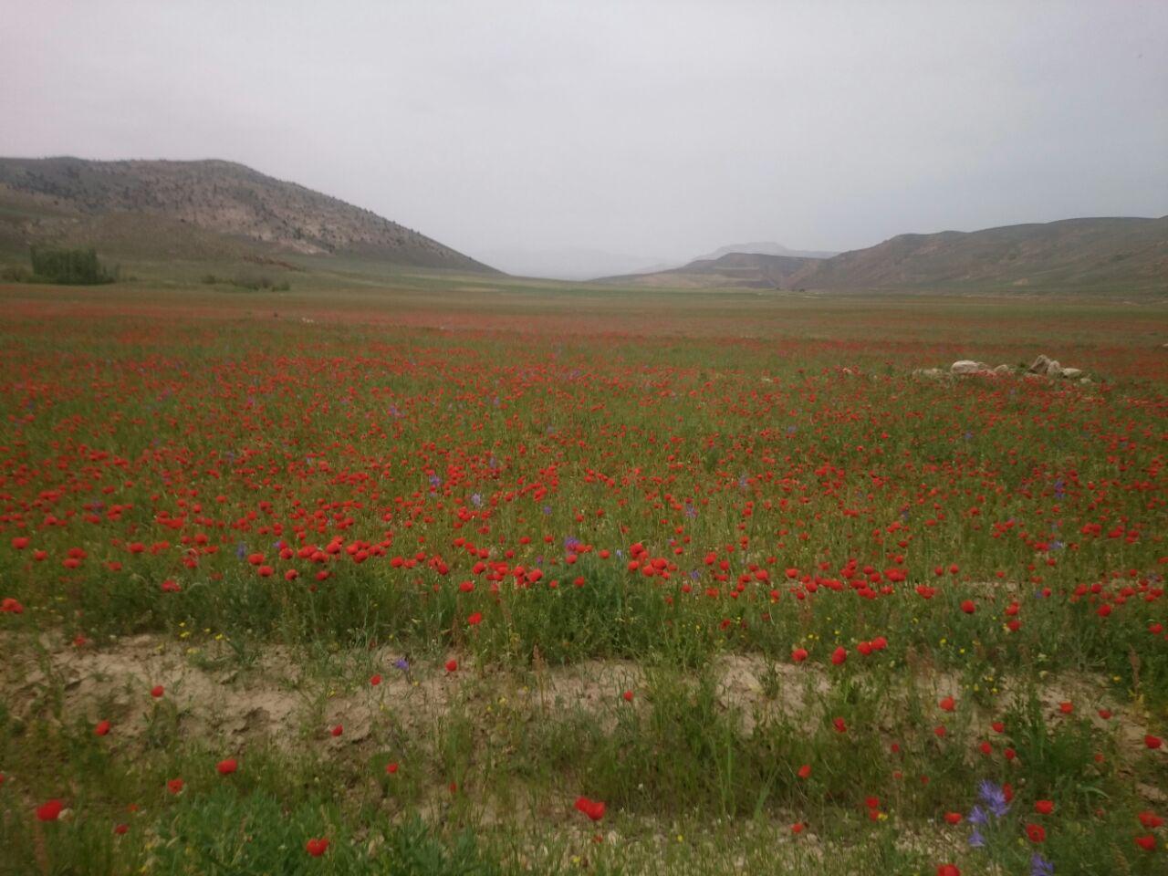 قزلق گرمه، مکانی زیبا برای یک سفر تابستانی/ تصاویر