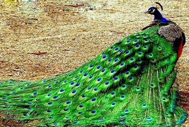 داستانک/ داستان زيبا و خواندني دشمن طاووس