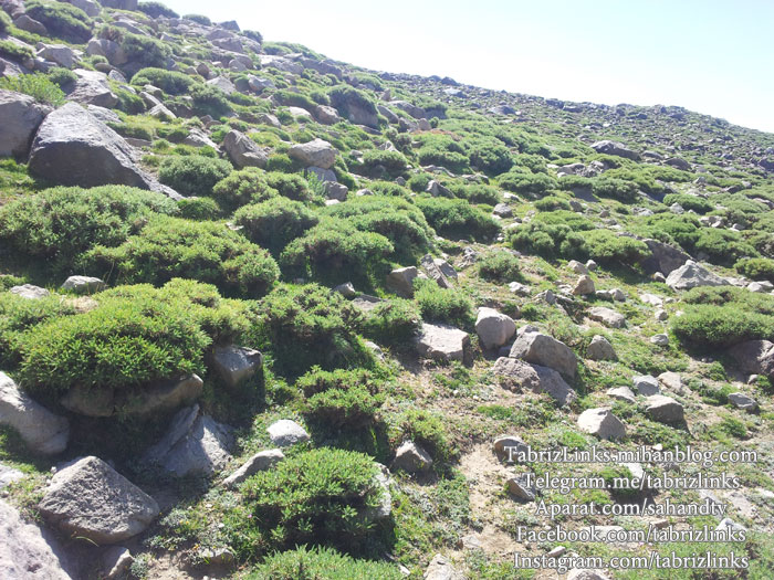 دامنه های سهند