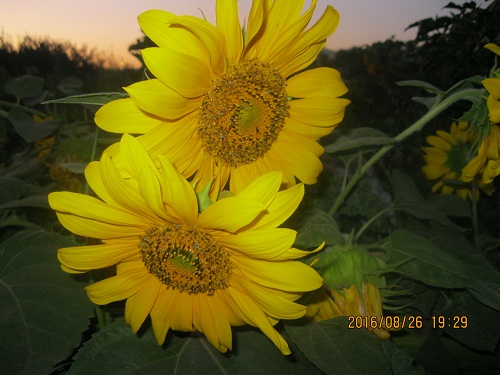 عکس ازعلی محمدی وبلاگ روستای حاجی آباد زبرخان نیشابور