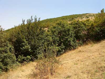 http://s1.picofile.com/file/8286096834/p5.jpg