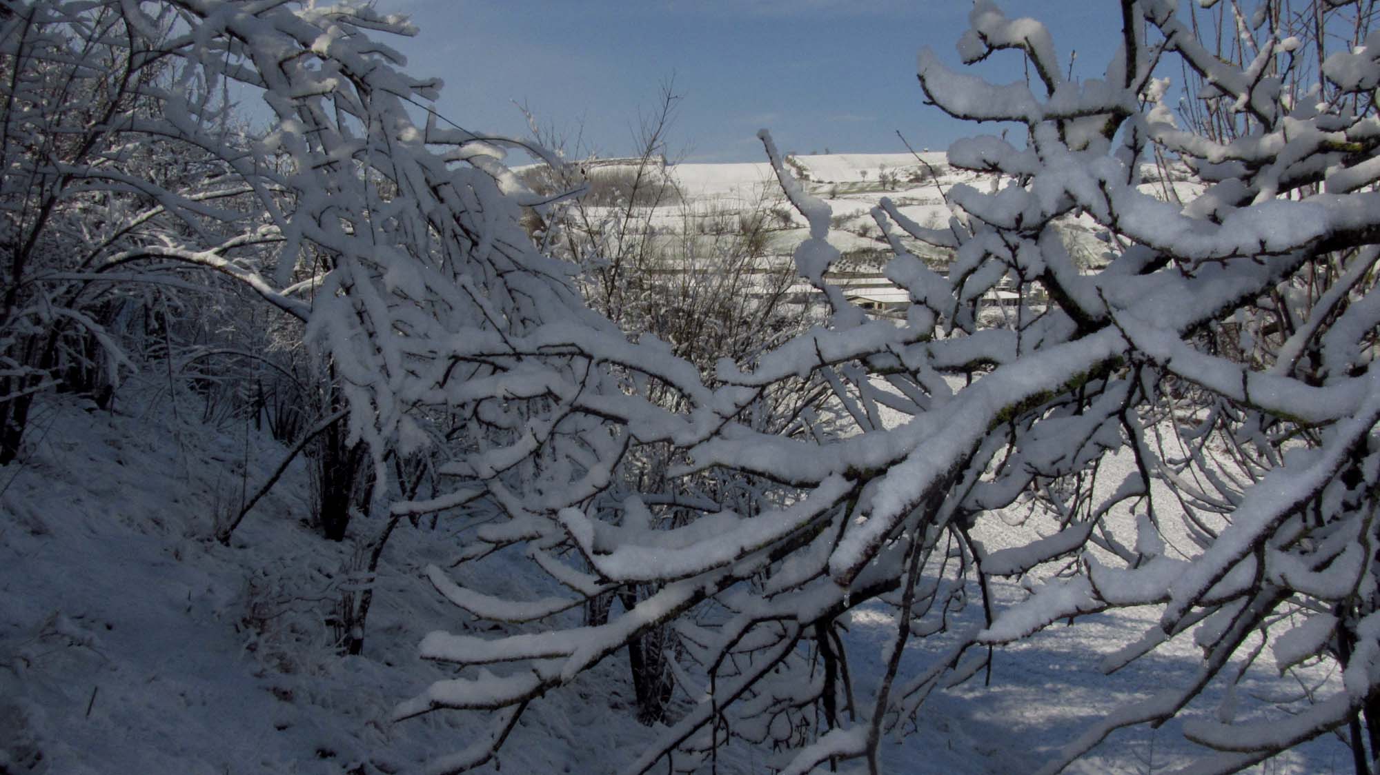 142.JPG (2000×1124)