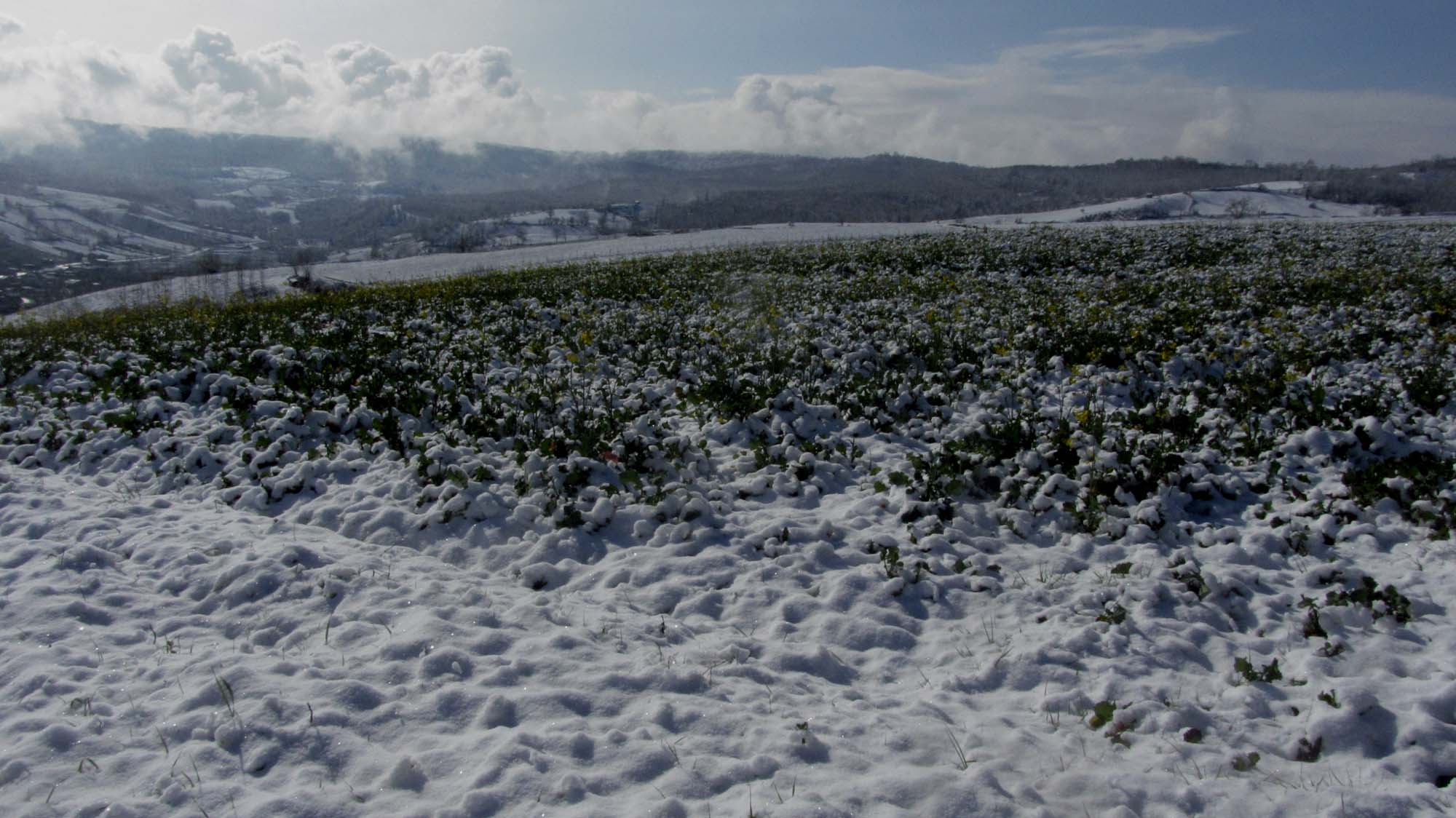 157.JPG (2000×1124)