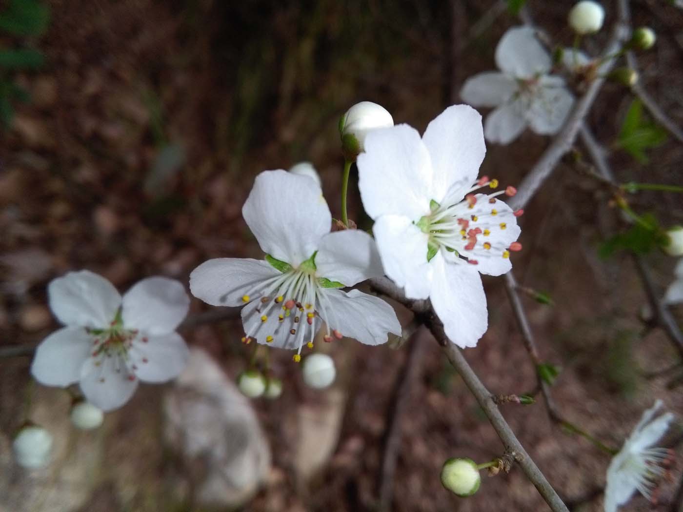 1_33_.jpg (1400×1050)