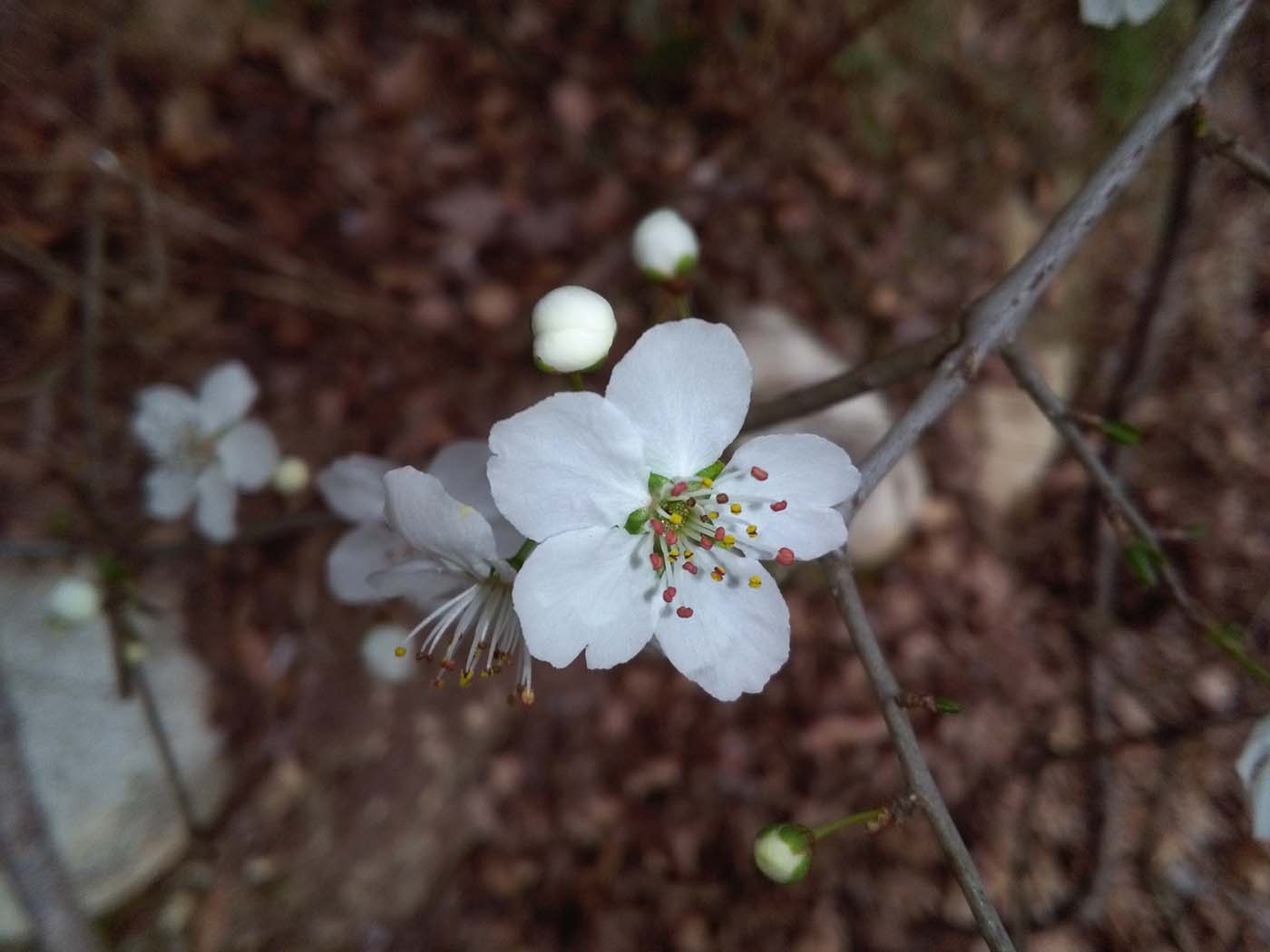 1_34_.jpg (1400×1050)